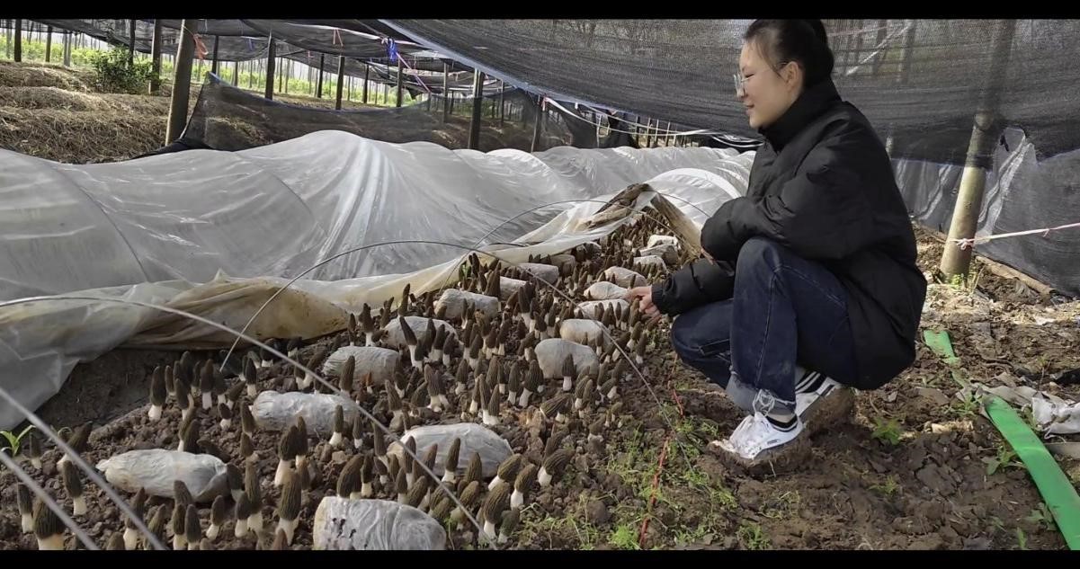 王集乡：履行青年担当，助力乡村振兴.jpg